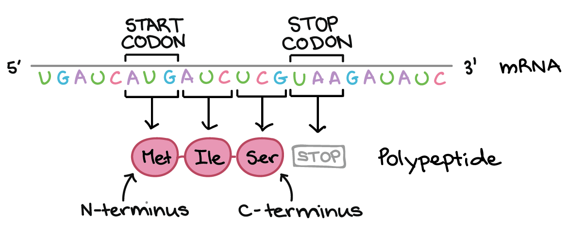 The genetic code codon table article Khan Academy