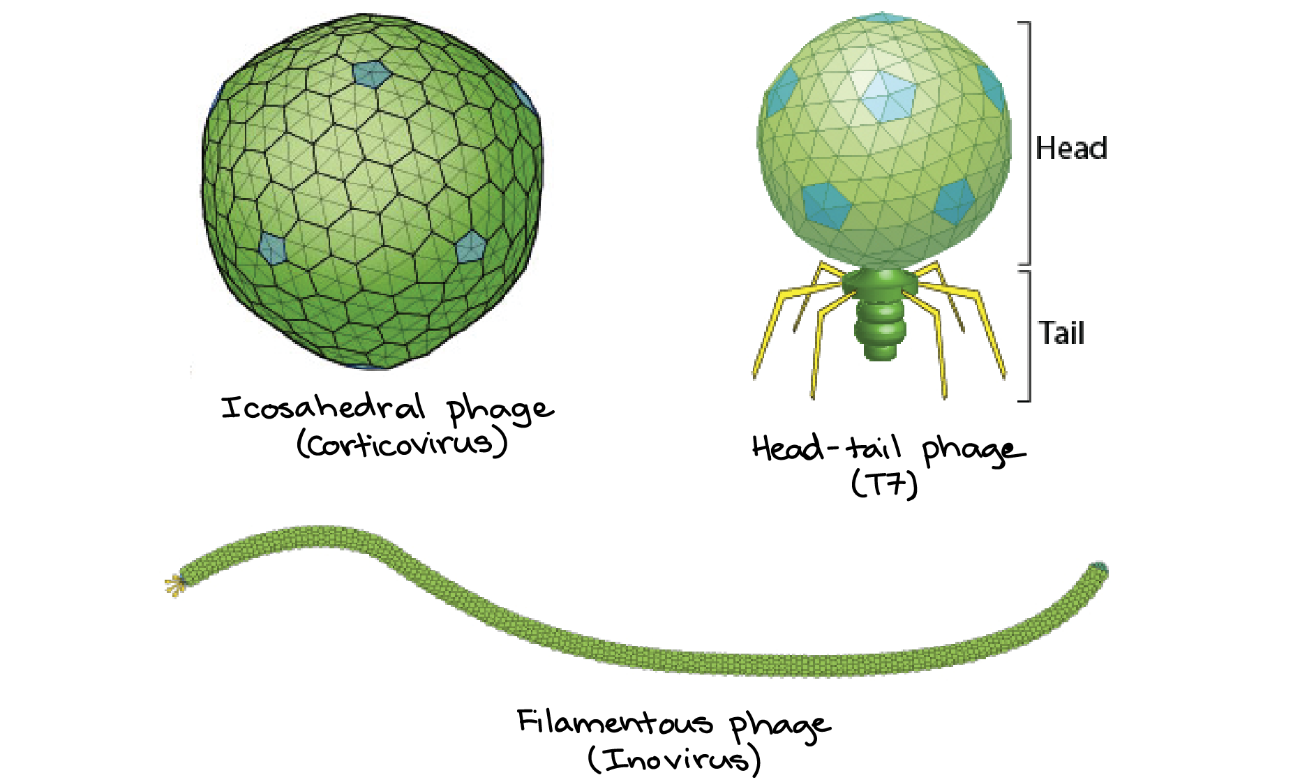 Bacteriophages Article Viruses Khan Academy