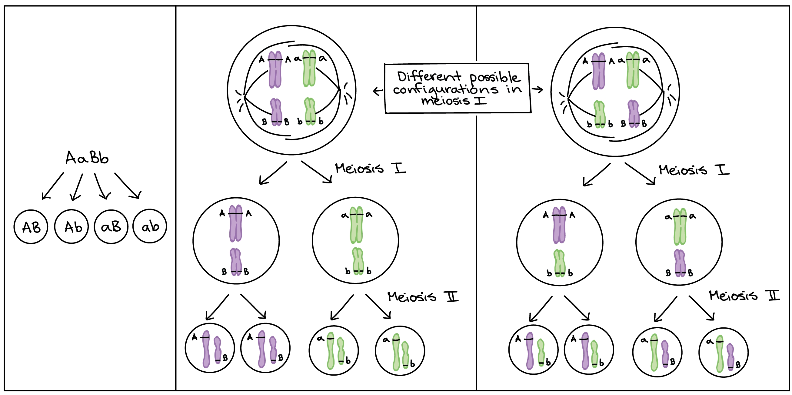 ???? Cytological basis of crossing over. Crossing. 2019-02-27