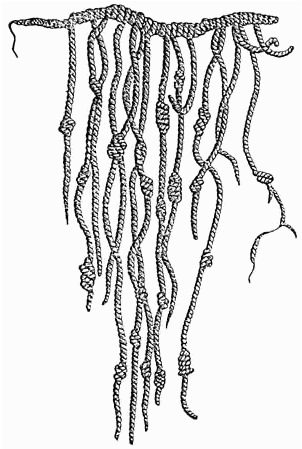 Black-and-white drawing of quipu. Fifteen vertical pieces of string are attached to one horizontal rope of string. Each string has one or more knots placed at different junctures along its length.