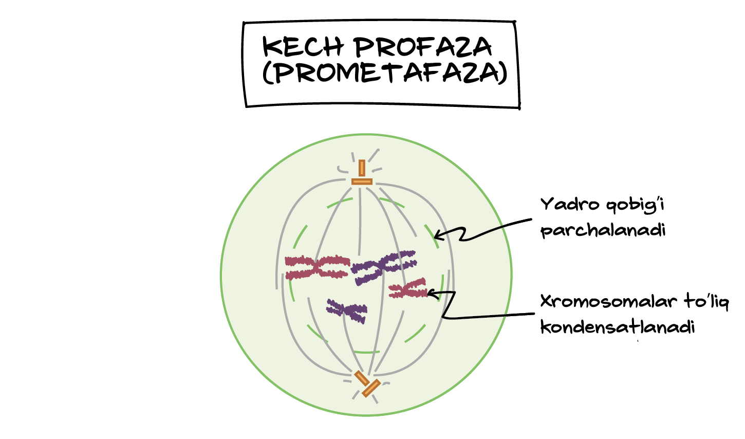 Mozhash rus jinsi Porno külot bir etuk ayol bilan