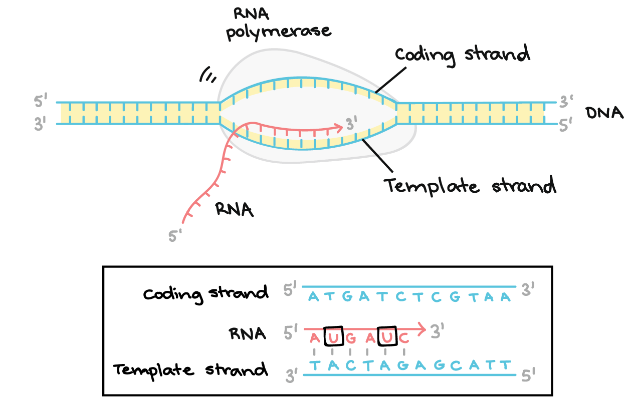 RNA polymerase synthesizes an RNA transcript complementary to the DNA template strand in the 5' to 3' direction. It moves forward along the template strand in the 3' to 5' direction, opening the DNA double helix as it goes. The synthesized RNA only remains bound to the template strand for a short while, then exits the polymerase as a dangling string, allowing the DNA to close back up and form a double helix.

In this example, the sequences of the coding strand, template strand, and RNA transcript are:

Coding strand: 5' - ATGATCTCGTAA-3'

Template strand: 3'-TACTAGAGCATT-5'

RNA: 5'-AUGAUC...-3' (the dots indicate where nucleotides are still being added to the RNA strand at its 3' end)