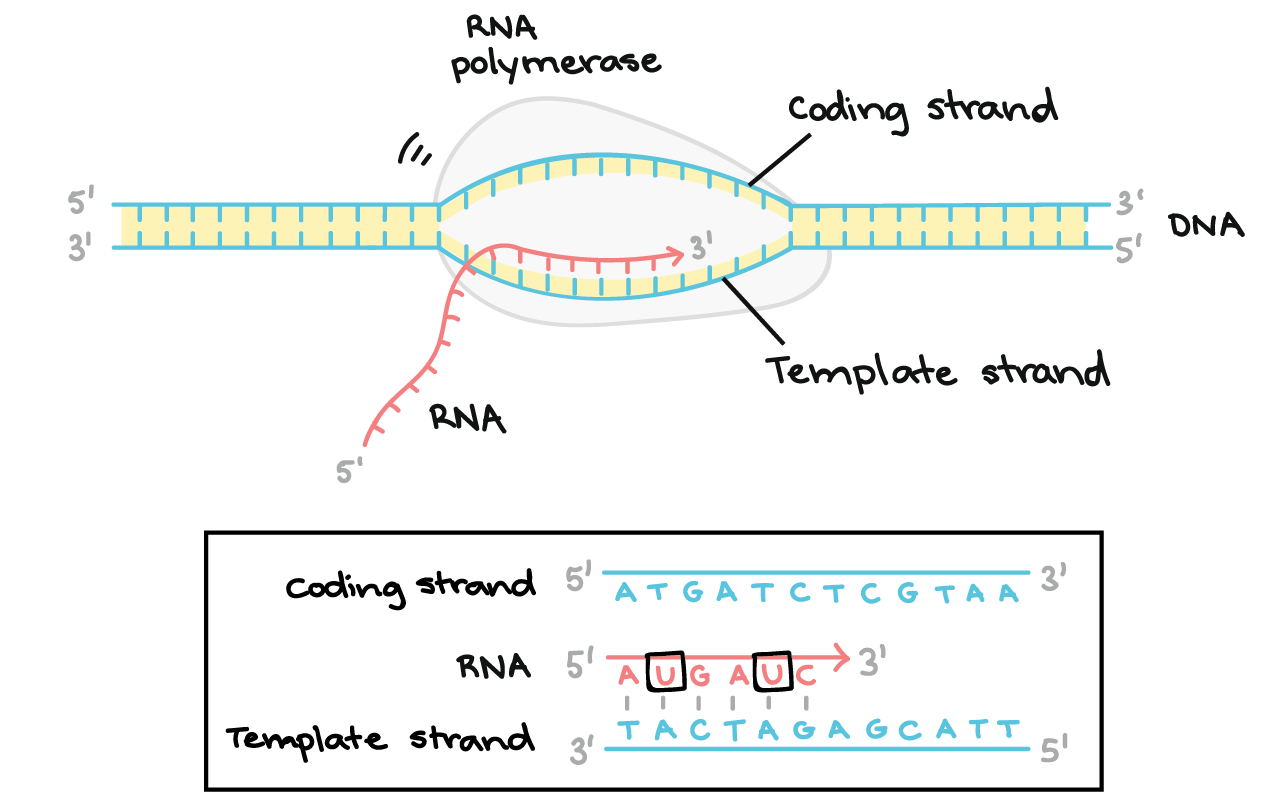 DNA Transcription Heredity   1da89713b9aa8067742244d916749e72561bb3cc 