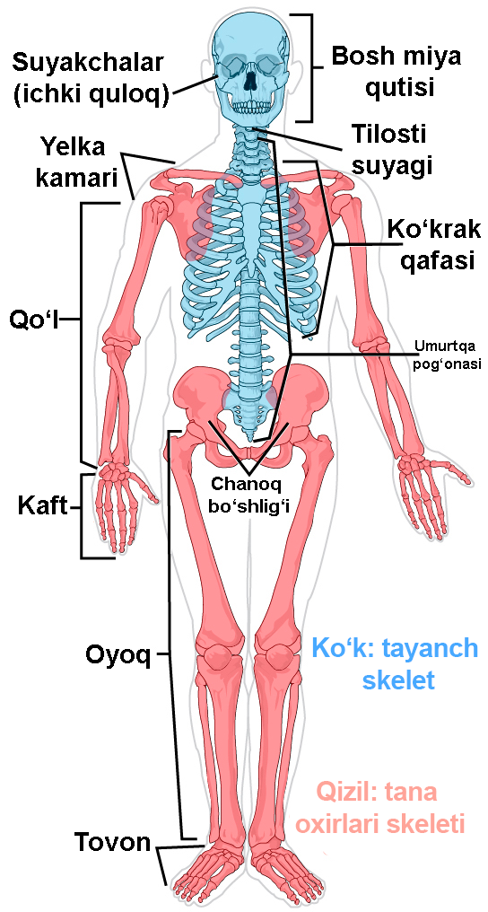 Orqa tomondan sargish qizlarning fotosuratlari Zolushka porno ertak ruscha tarjima