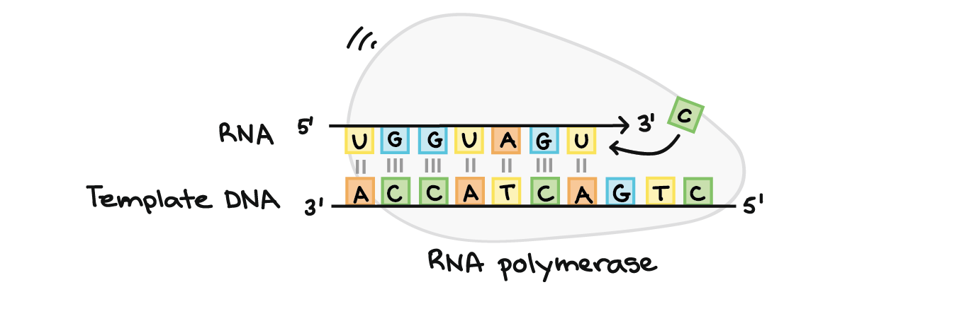 RNA polymerase synthesizes an RNA strand complementary to a template DNA strand. It synthesizes the RNA strand in the 5' to 3' direction, while reading the template DNA strand in the 3' to 5' direction. The template DNA strand and RNA strand are antiparallel. RNA transcript: 5'-UGGUAGU...-3' (dots indicate where nucleotides are still being added at 3' end) DNA template: 3'-ACCATCAGTC-5'