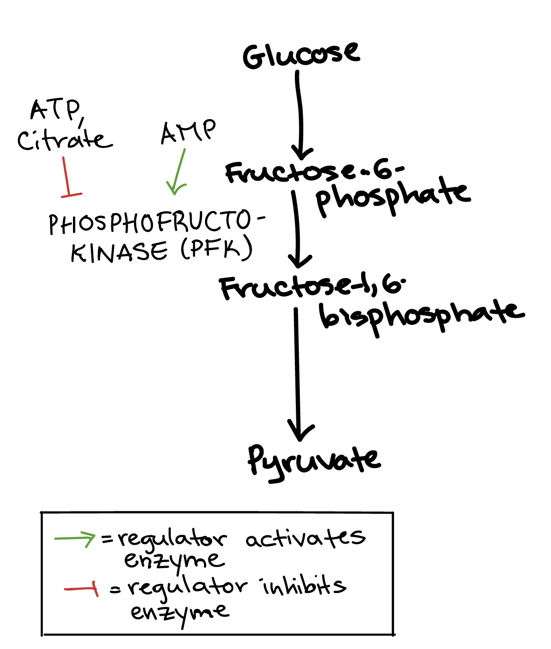 Glycolysis Diagram For Kids