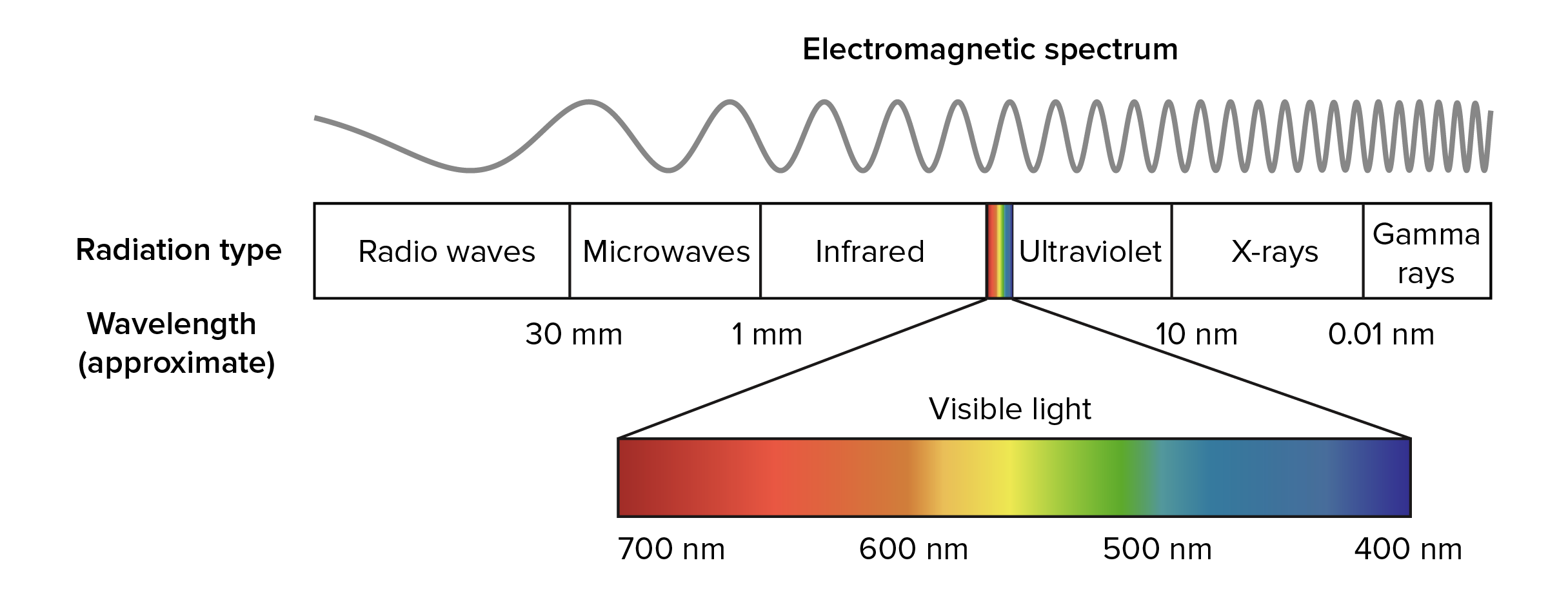 Børnecenter momentum miles Wavelengths of light and photosynthetic pigments (article) | Khan Academy