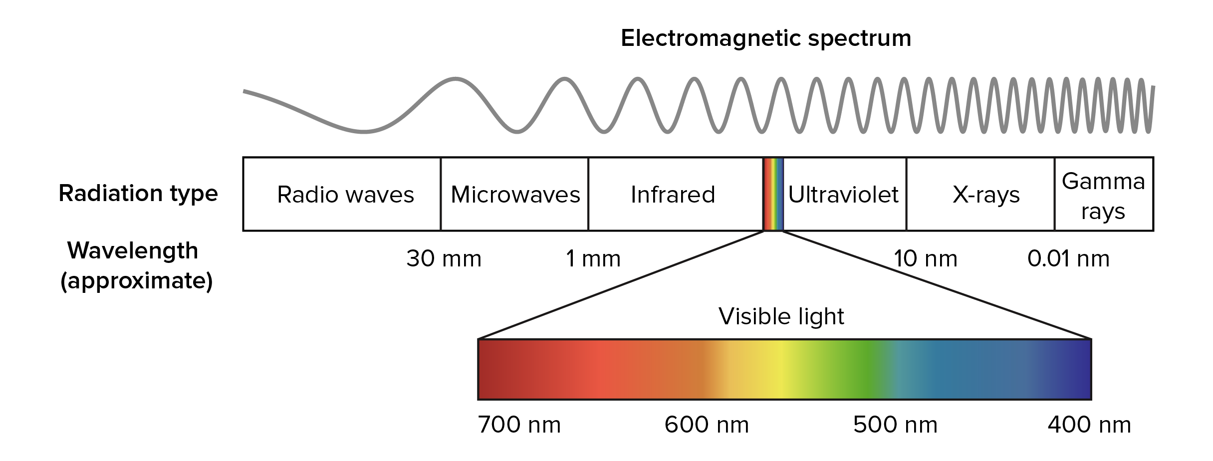 visible light spectrum for kids