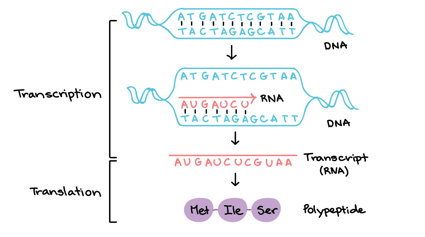 Replication Transcription Translation Chart