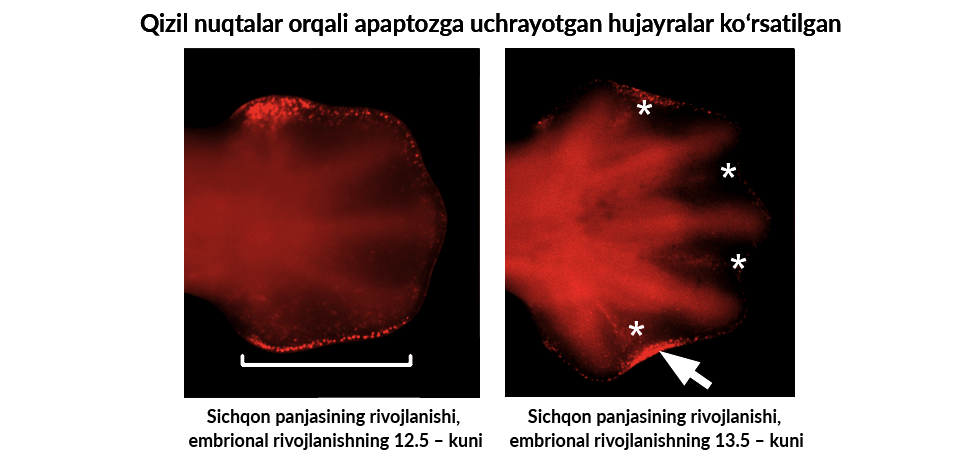 Porno zonasi darhol siktiriladi Hind porno orgies