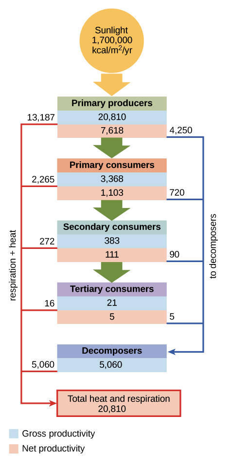 Ecosystem Pyramid Chart
