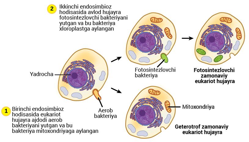 Mast ziyofatlarda yashirin kamerali jinsiy aloqa