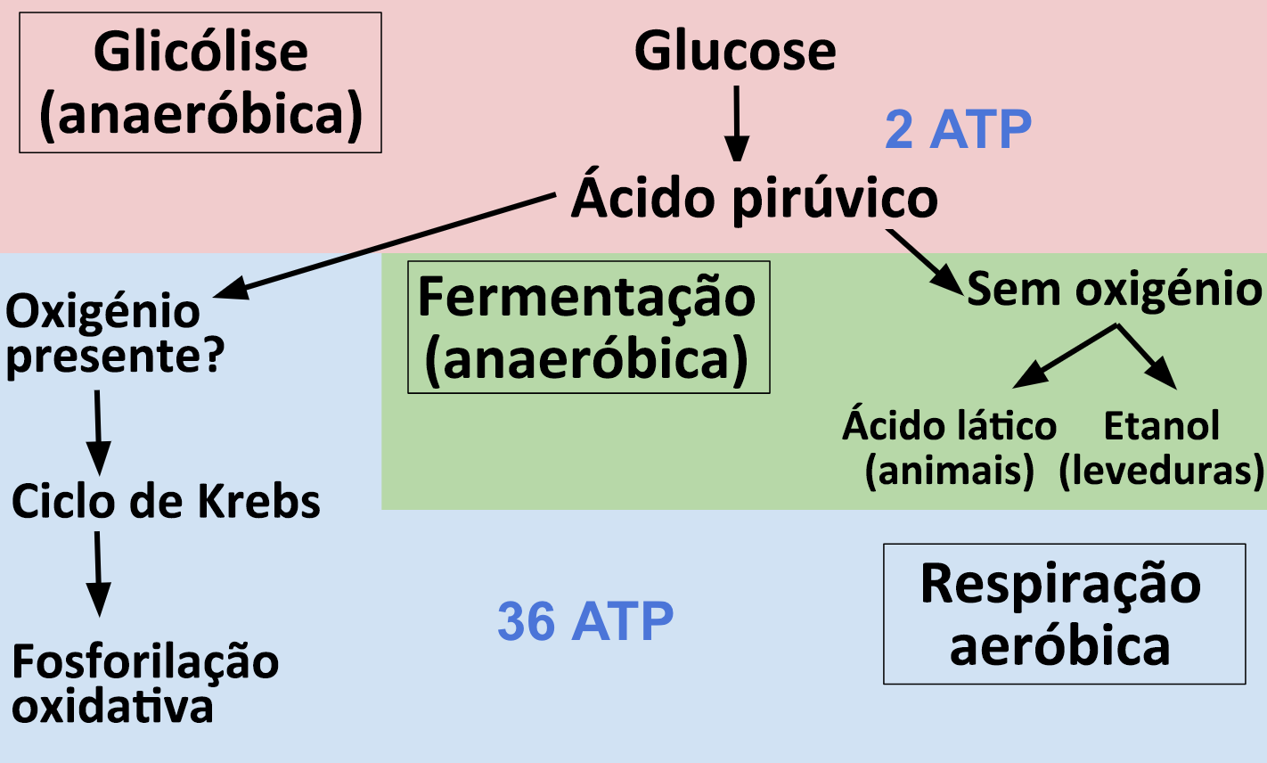 Fluxograma De Respiracao Aerobica