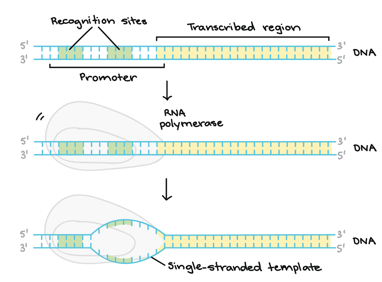 The promoter region comes before (and slightly overlaps with) the transcribed region whose transcription it specifies. It contains recognition sites for RNA polymerase or its helper proteins to bind to. The DNA opens up in the promoter region so that RNA polymerase can begin transcription.