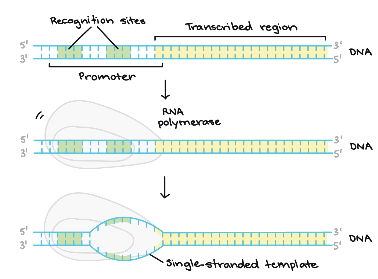 A região promotora precede (e ligeiramente sobrepõe-se) à região transcrita, cuja transcrição especifica. Ela contém locais de reconhecimento para a RNA polimerase ou suas proteínas auxiliares se ligarem. O DNA se abre na região promotora para que a RNA polimerase possa começar a transcrição.