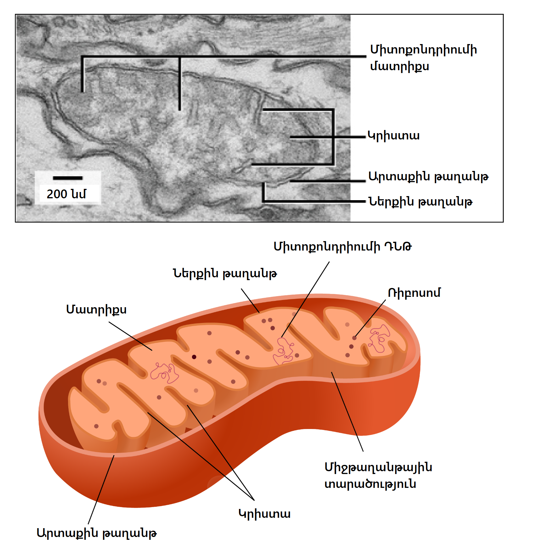 Ikki yalangoch jojalar sorishadi massajda yalangoch
