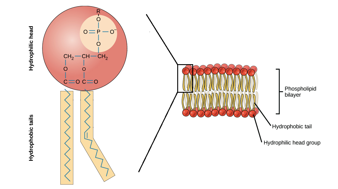 facilitated diffusion diagram plasma membrane