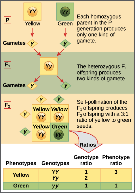 khan academy biology genetics