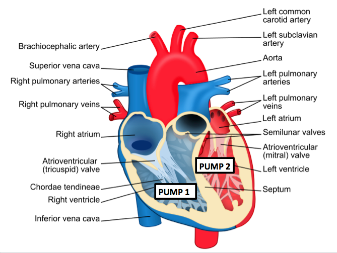 Luminans Investere indre The heart is a double pump (article) | Khan Academy