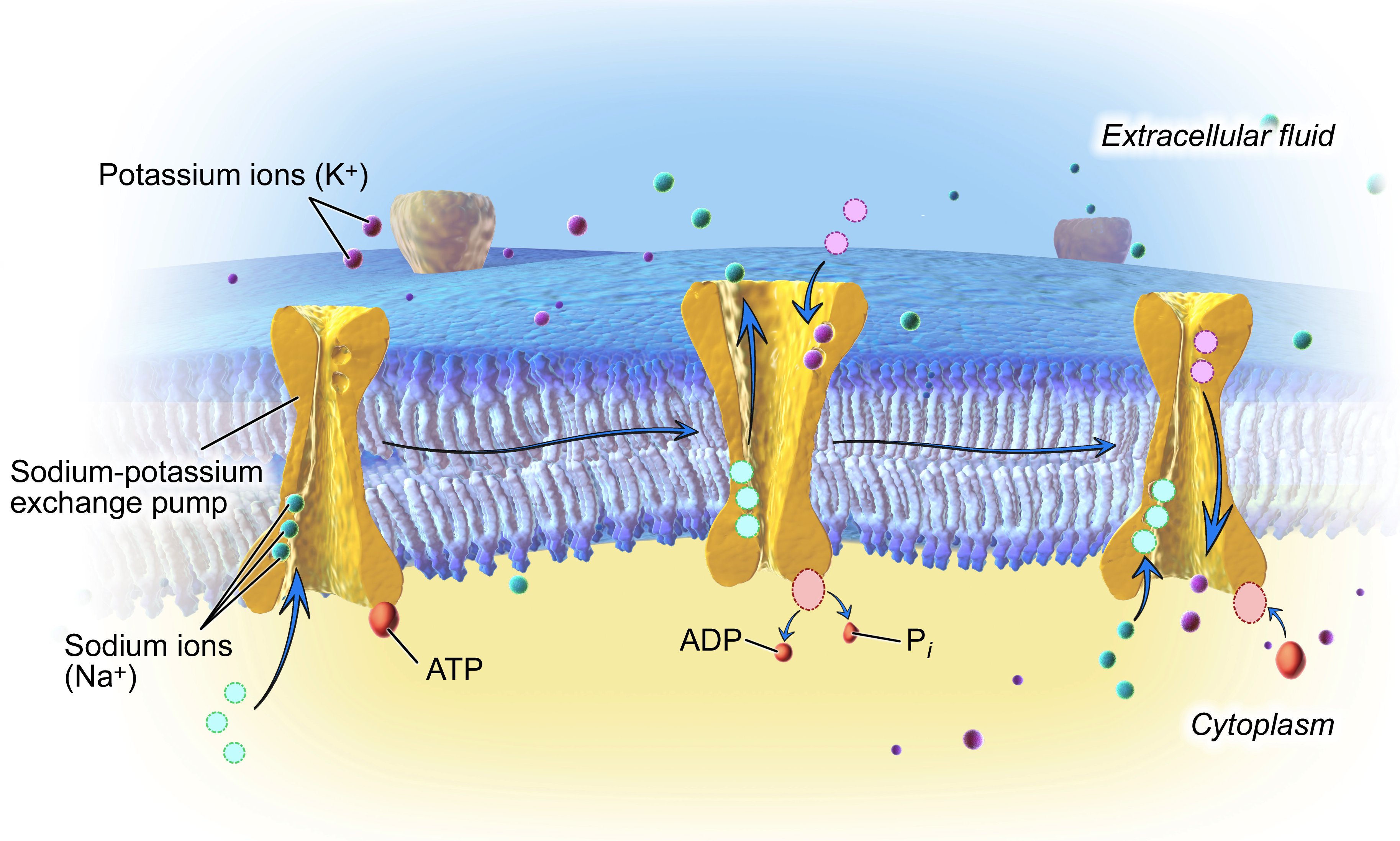 1. Three sodium ions bind to the sodium-potassium pump, which is open to the interior of the cell.

2. The pump hydrolyzes ATP, phosphorylating itself (attaching a phosphate group to itself) and releasing ATP. This phosphorylation event causes a shape change in the pump, in which it closes off on the inside of the cell and opens up to the exterior of the cell. The three sodium ions are released, and two potassium ions bind to the interior of the pump.

3. The binding of the potassium ions triggers another shape change in the pump, which loses its phosphate group and returns to its inward-facing shape. The potassium ions are released into the interior of the cell, and the pump cycle can begin again.