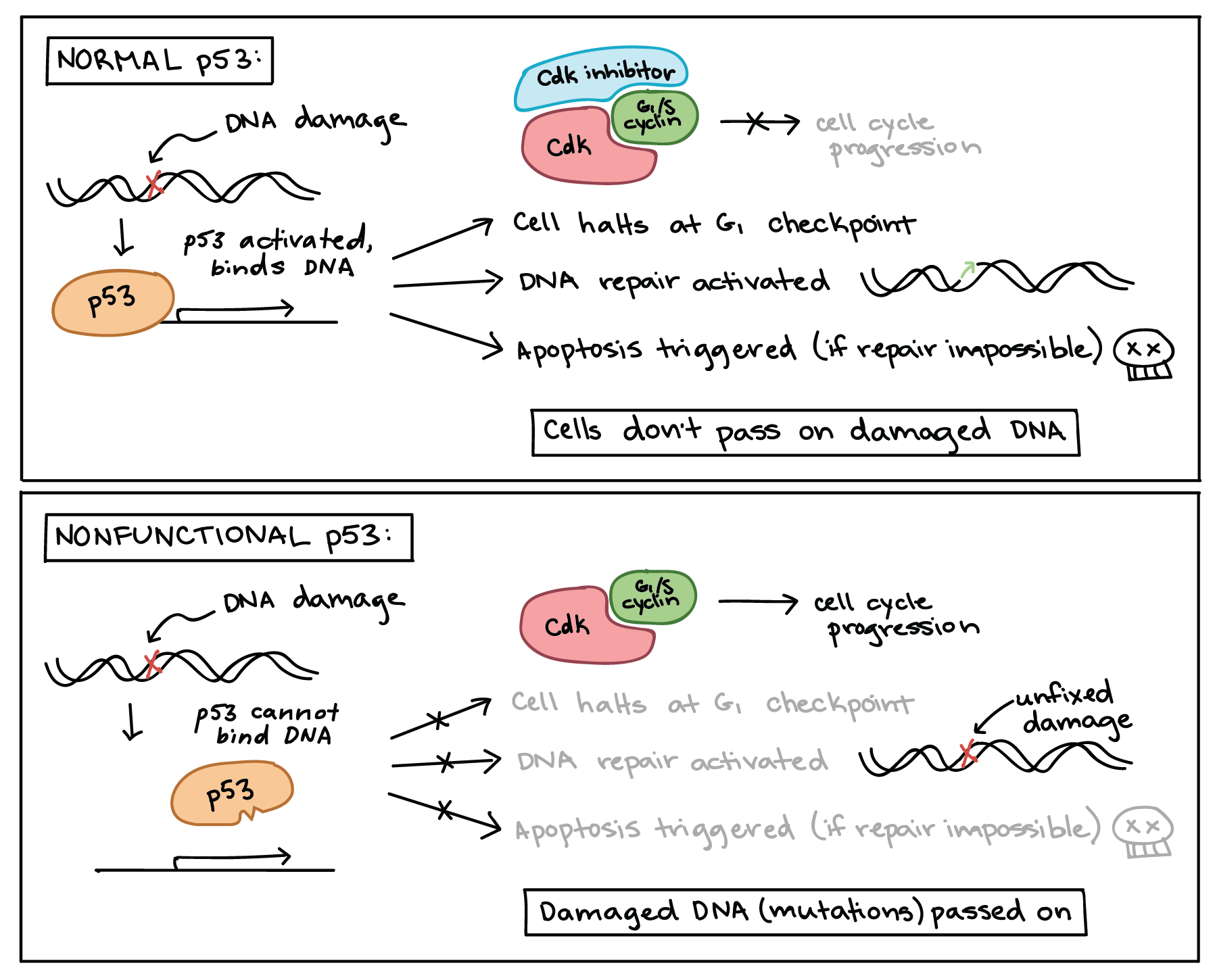 Diagrama mostrando uma p53 normal e uma p53 não funcional.

Em resposta ao dano no DNA, a p53 normal se liga ao DNA e promove a transcrição de genes alvo. Primeiro, a p53 desencadeia a produção de proteínas inibidoras Cdk, pausando o ciclo celular na G1 para permitir que os reparos sejam feitos. A p53 também ativa as vias de reparo do DNA. Finalmente, se não for possível reparar o DNA, a p53 aciona a apoptose. O efeito concreto das ações da p52 é impedir que o DNA danificado seja herdado, seja por reparar o dano ou por fazer com que a célula se autodestrua.

Quando a célula contém apenas p53 não funcionais que não conseguem se ligar ao DNA, o dano no DNA não pode mais desencadear essas respostas. Apesar da p53 ainda ser ativada pelo dano, ela é incapaz de responder, pois não consegue mais regular a transcrição de seus alvos. Assim, a célula não pausa a G1, o DNA danificado não é reparado e a apoptose não é induzida. O efeito concreto da perda de p53 é permitir que os danos (mutações) no DNA sejam passados adiante para as células-filhas.