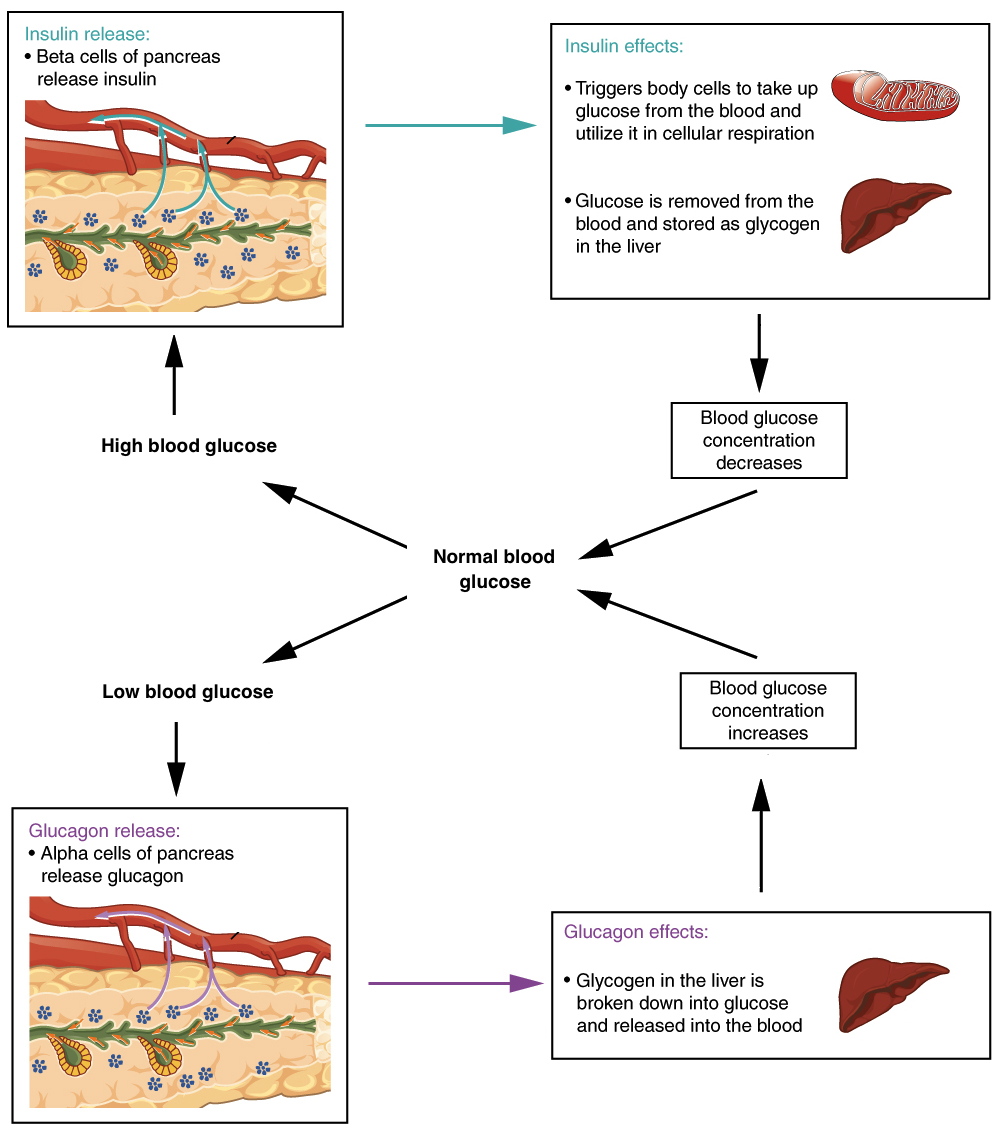 homeostasis blood sugar regulation