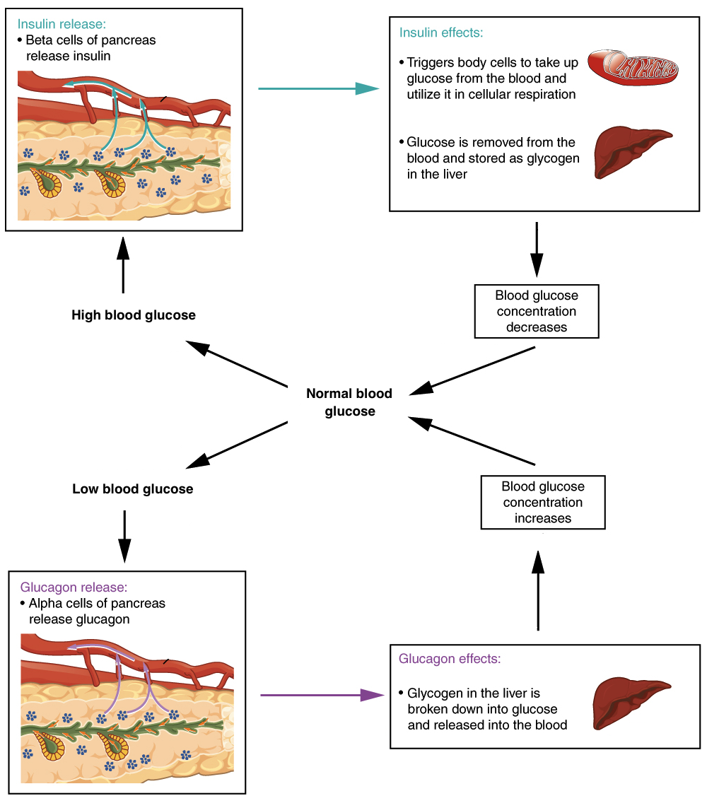 homeostasis diagram temperature