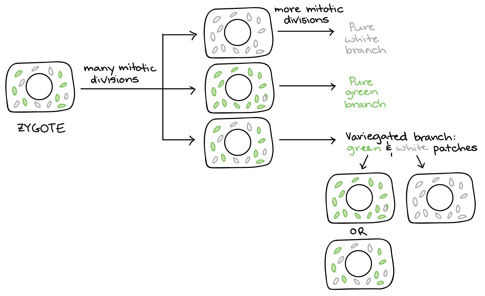 Imagem mostrando segregação citoplasmática de cloroplastos em uma planta originária de um zigoto com uma mistura de cloroplastos brancos (não funcionais, mutantes) e cloroplastos verdes (funcionais, normais). Depois de muitas divisões mitóticas, nas quais os cloroplastos se replicam e são distribuídos aleatoriamente, algumas células terão apenas cloroplastos verdes, outras terão apenas cloroplastos brancos e outras continuarão a ter uma mistura. As células com apenas cloroplastos brancos darão origem a ramos puramente brancos e as células com apenas cloroplastos verdes darão origem a ramos puramente verdes. As células com uma mistura de cloroplastos darão origem a ramos mesclados, nos quais a contínua segregação aleatória dos cloroplastos produzirá setores brancos (descendência das células com apenas cloroplastos brancos) e setores verdes (descendência das células com cloroplastos mistos ou apenas verde). As células verdes que contêm uma mistura de cloroplastos continuarão a produzir ocasionalmente setores puramente brancos e puramente verdes conforme elas se dividem.