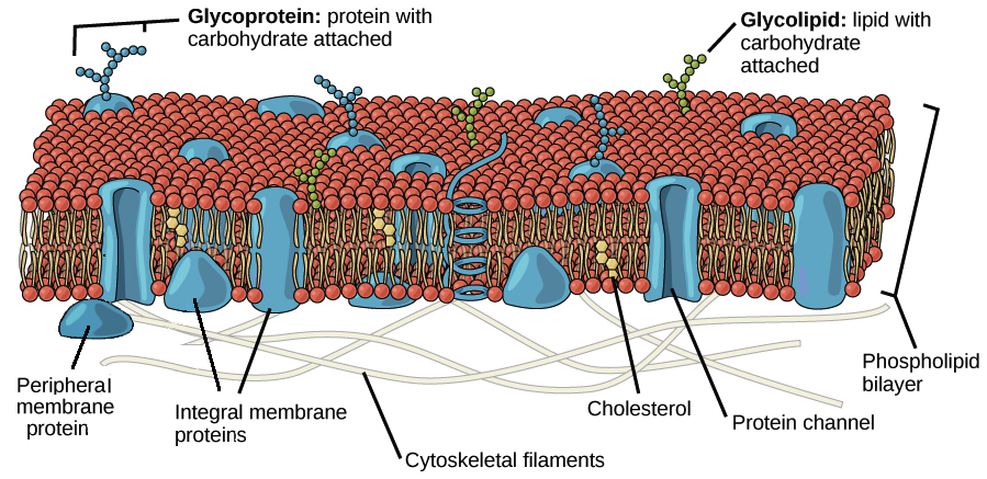 6 functions of plasma membrane