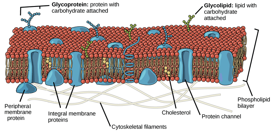 Gambar membran plasma, menunjukkan lapisan ganda fosfolipid dengan protein membran perifer dan integral, glikoprotein (protein dengan karbohidrat terikat), glikolipid (lipid dengan karbohidrat terikat), dan molekul kolesterol.