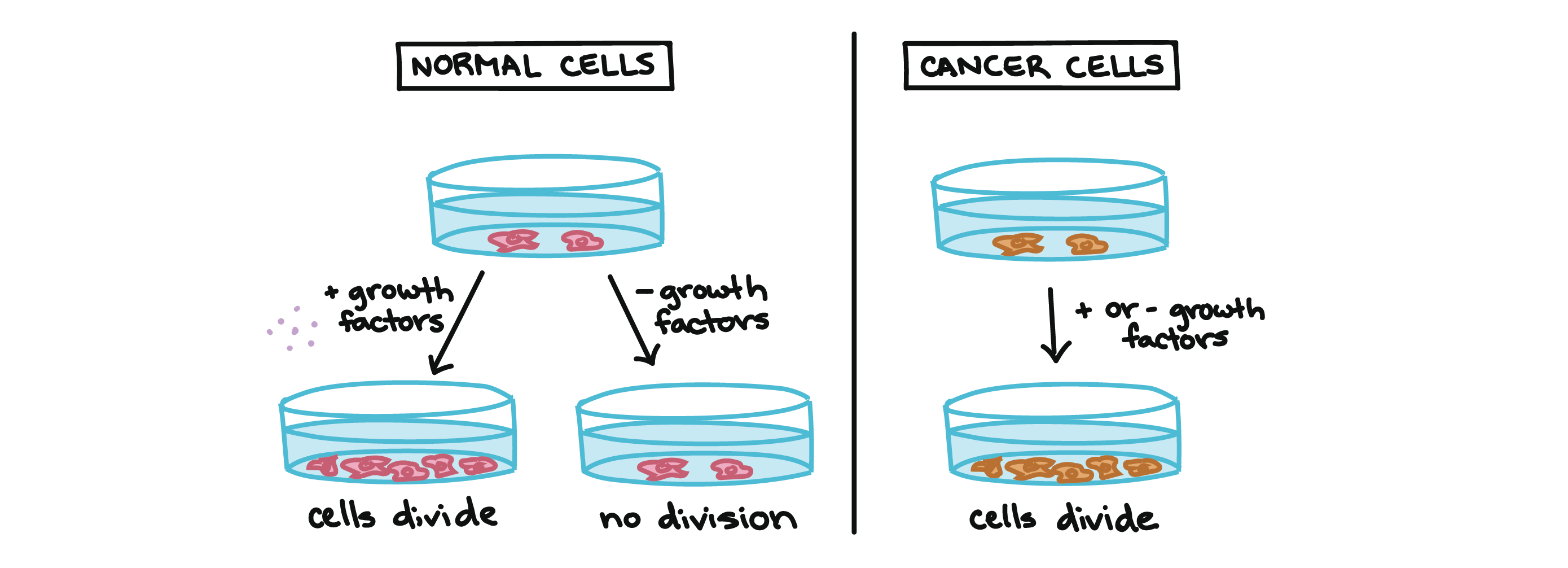 Diagram showing different responses of normal and cancer cells to growth factor presence or absence.

- Normal cells in a culture dish will not divide without the addition of growth factors.

- Cancer cells in a culture dish will divide whether growth factors are provided or not.