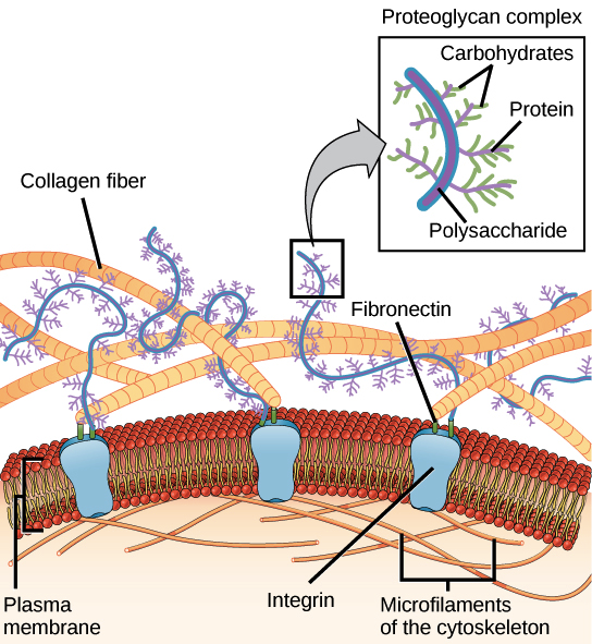 The extracellular matrix and wall (article) | Khan Academy