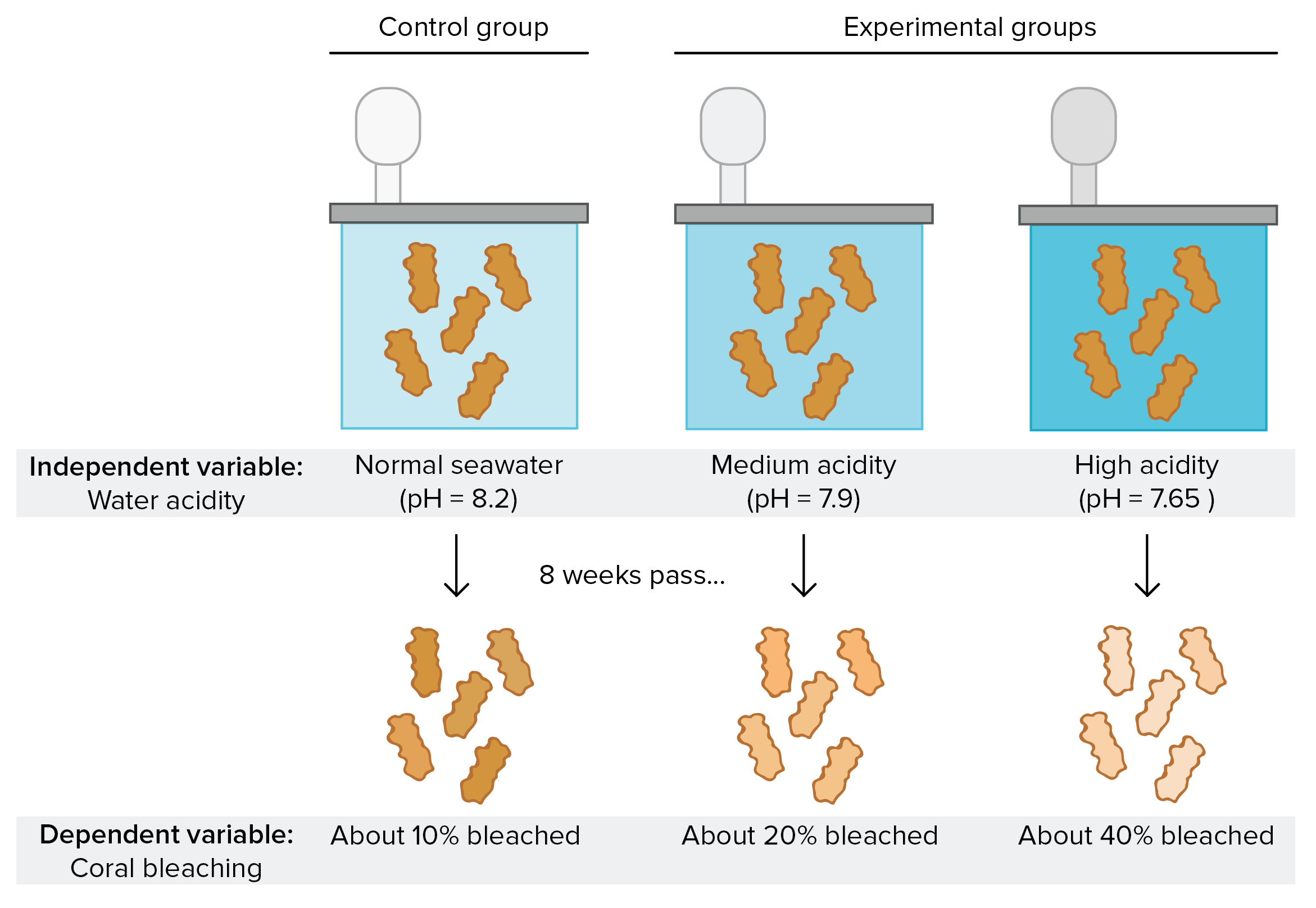 function of the control group in an experiment