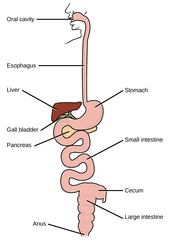 digestive system research paper