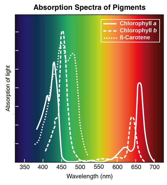 chlorophyll in plants diagram