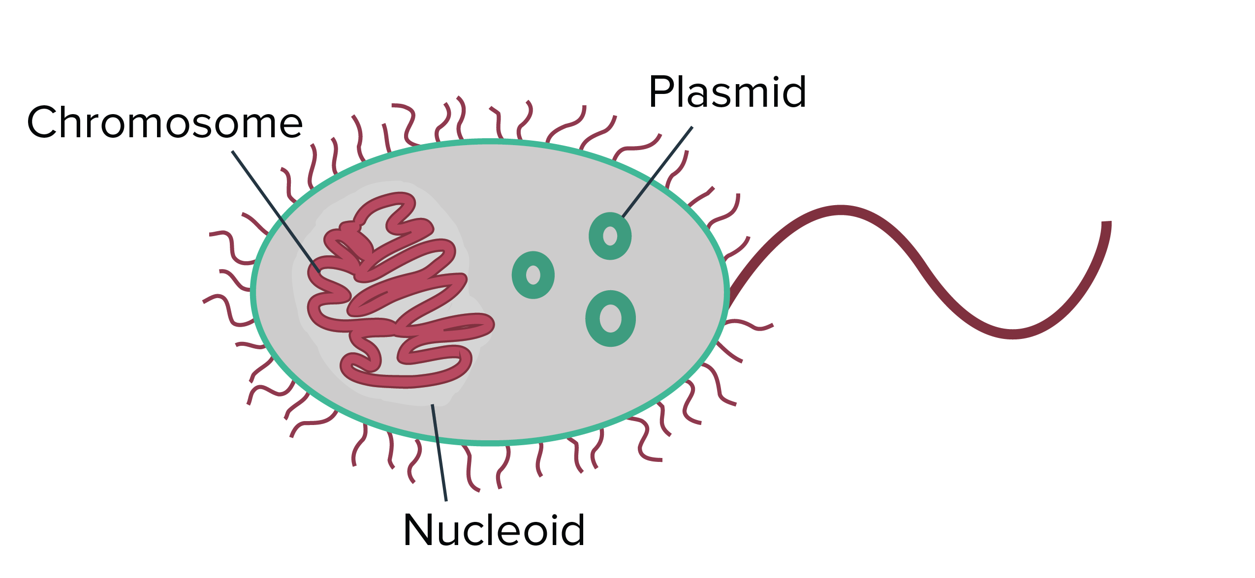 prokaryotic chromosome structure