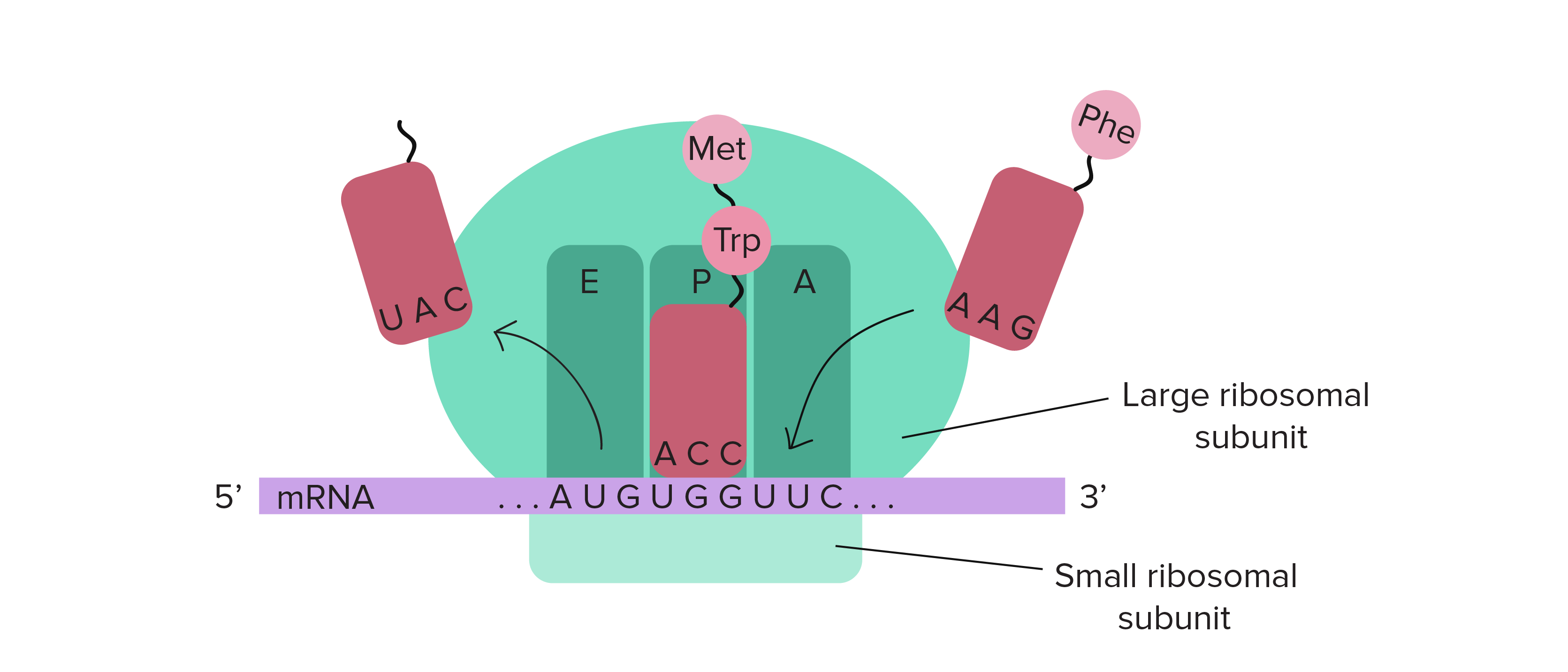 O ribossomo é constituído de uma subunidade grande e outra pequena. A subunidade pequena se liga a um transcrito de RNAm e ambas as subunidades se reúnem para fornecer três sítios para RNAts (sítio A, sítio P e sítio E). No diagrama, os sítios A, P e E aparecem na ordem A-P-E da direita para a esquerda.

Após a ligação inicial do primeiro RNAt no sítio P, um RNAt carregado, de chegada, vai se ligar ao sítio A. A formação de uma ligação peptídica vai transferir o aminoácido do primeiro RNAt (Met) para o aminoácido do segundo RNAt (nesse caso, Trp). Essa cadeia de dois aminoácidos será ligada ao RNAt no sítio A. O ribossomo vai avançar um códon no molde de RNAm. O RNAt no sítio A (com a cadeia polipeptídica) vai se deslocar para o sítio P, e o RNAt vazio, anteriormente no sítio P, vai se deslocar para o sítio E (por onde vai sair do ribossomo). Um novo RNAt (nesse caso, um carregando Phe) vai se ligar ao códon recém exposto no sítio A, e assim o processo pode se repetir.