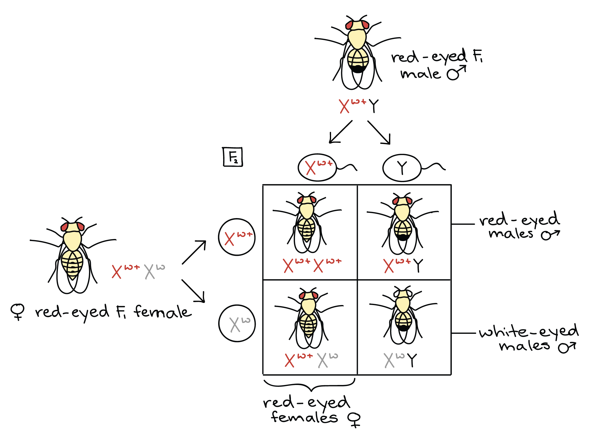 The Chromosomal Basis Of Inheritance Article Khan Academy