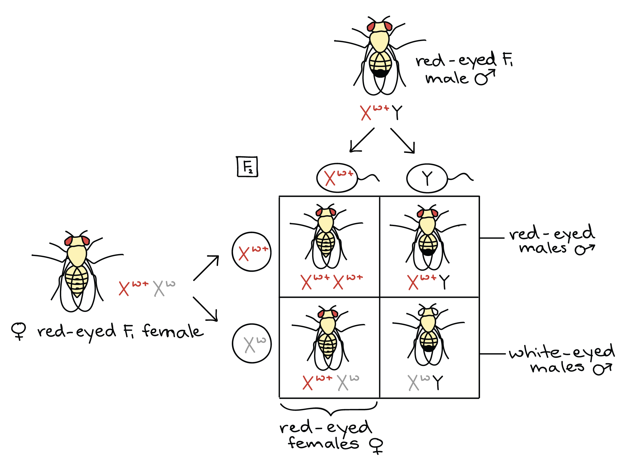 The chromosomal basis of inheritance (article)  Khan Academy Pertaining To Genetics X Linked Genes Worksheet