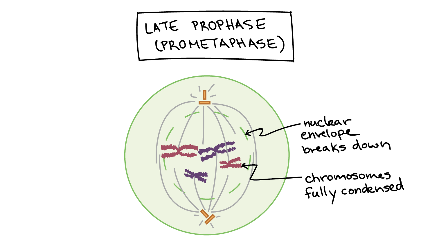 mitosis stages in plant cells