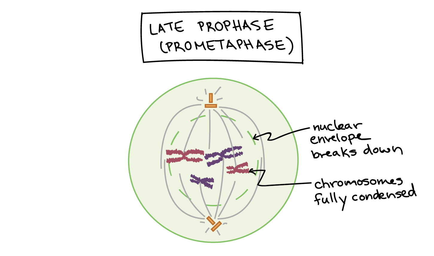 mitosis metaphase diagram