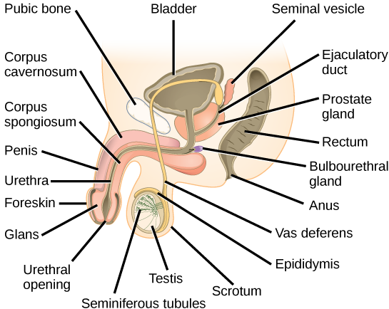 The reproductive system review (article) | Khan Academy