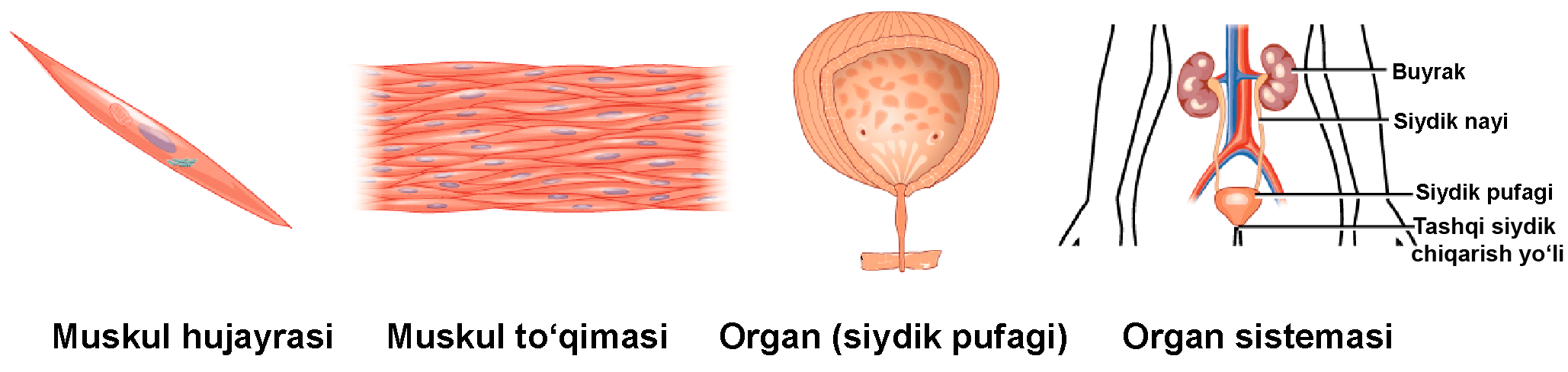 Jinsiy soguvchi sogish