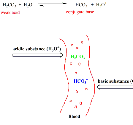 Diagram carbonic acid - bicarbonate ion system in human blood