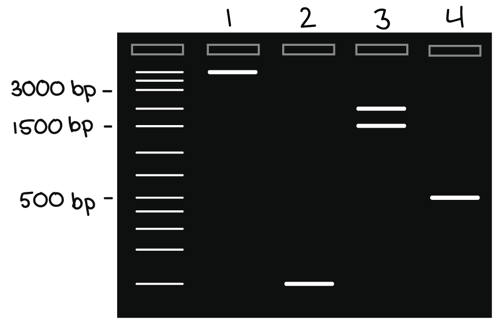 Leftmost lane: ladder with 3000 bp, 1500 bp, and 500 bp bands marked on it.

Lane 1: 5000 bp band.

Lane 2: 100 bp band.

Lane 3: 1500 bp and 2000 bp bands.

Lane 4: 500 bp band.