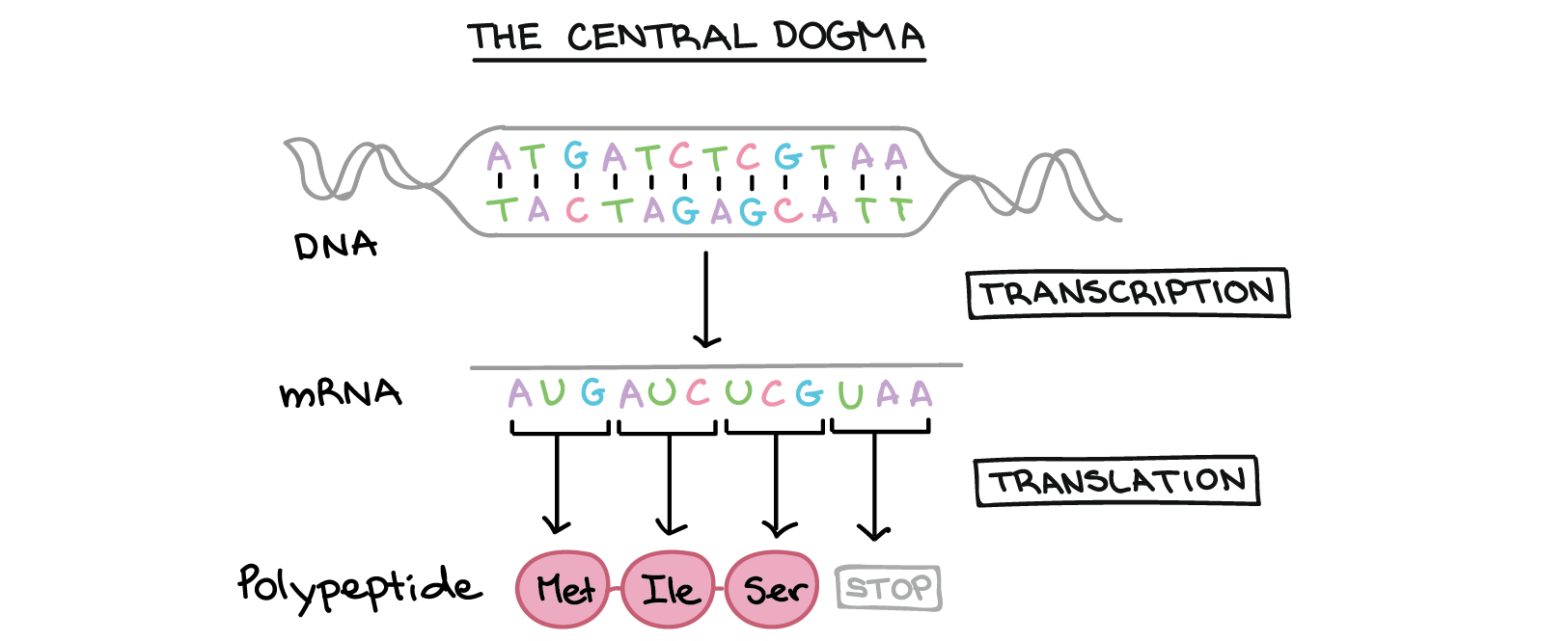 Simplified schematic of central dogma, showing the sequences of the molecules involved. The two strands of DNA have the following sequences: 5'-ATGATCTCGTAA-3' 3'-TACTAGAGCATT-5' Transcription of one of the strands of DNA produces an mRNA that nearly matches the other strand of DNA in sequence. However, due to a biochemical difference between DNA and RNA, the Ts of DNA are replaced with Us in the mRNA. The mRNA sequence is: 5'-AUGAUCUCGUAA-5' Translation involves reading the mRNA nucleotides in groups of three; each group specifies an amino acid (or provides a stop signal indicating that translation is finished). 3'-AUG AUC UCG UAA-5' AUG $\rightarrow$ Methionine AUC $\rightarrow$ Isoleucine UCG $\rightarrow$ Serine UAA $\rightarrow$ "Stop" Polypeptide sequence: (N-terminus) Methionine-Isoleucine-Serine (C-terminus) 