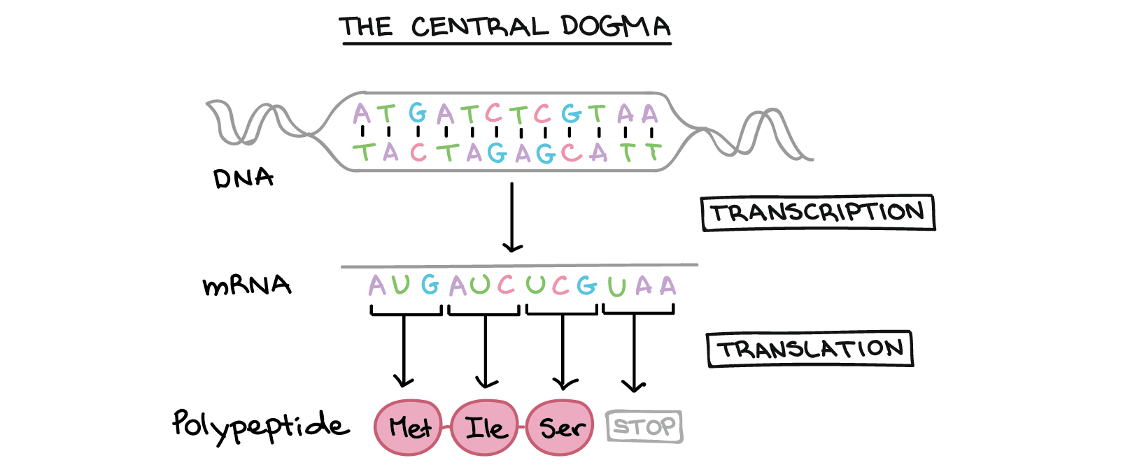 Simplified schematic of central dogma, showing the sequences of the molecules involved.

The two strands of DNA have the following sequences:

5'-ATGATCTCGTAA-3'
3'-TACTAGAGCATT-5'

Transcription of one of the strands of DNA produces an mRNA that nearly matches the other strand of DNA in sequence. However, due to a biochemical difference between DNA and RNA, the Ts of DNA are replaced with Us in the mRNA. The mRNA sequence is:

5'-AUGAUCUCGUAA-5'

Translation involves reading the mRNA nucleotides in groups of three; each group specifies an amino acid (or provides a stop signal indicating that translation is finished).

3'-AUG AUC UCG UAA-5'

AUG $\rightarrow$ Methionine
AUC $\rightarrow$ Isoleucine
UCG $\rightarrow$ Serine
UAA $\rightarrow$ "Stop"

Polypeptide sequence: (N-terminus) Methionine-Isoleucine-Serine (C-terminus)
