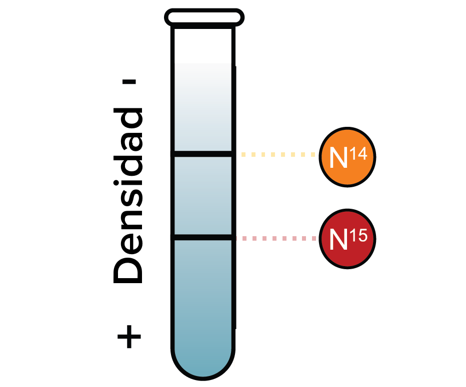 Cómo ocurre la replicación del ADN: experimento de Meselson-Stahl  (artículo) | Khan Academy