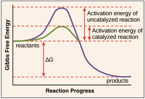 Enzyme Chart