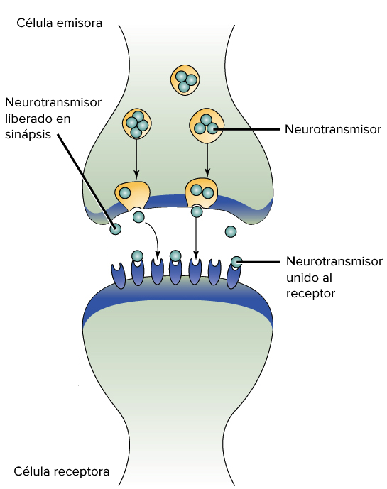 Señalización sináptica. El neurotransmisor es liberado de las vesículas que se encuentran en la parte terminal del axón de la neurona emisora, se difunde a través de la pequeña brecha entre las neuronas emisora y receptora y se une a los receptores de la neurona receptora.